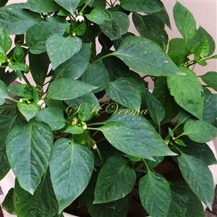  Leaves